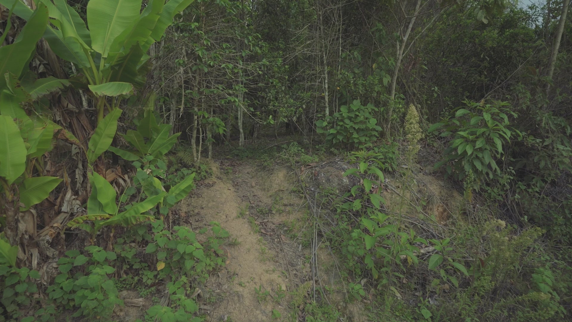 Farm video with Teodocia Castro